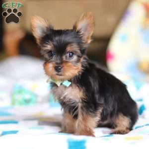 Dylan, Yorkie Puppy